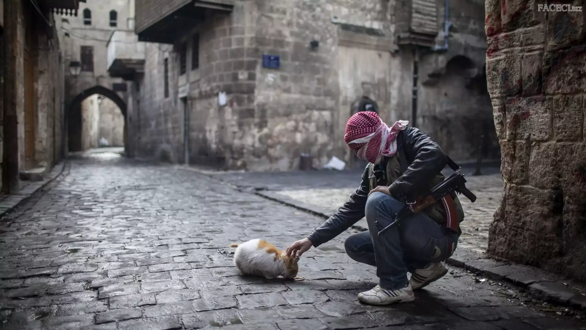 Kot, Karabin, Uliczka, Budynki, Mężczyzna